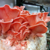 Мицелий Вешенки розовой / Розовый фламинго (Pleurotus djamor) Мицелий Вешенки розовой / Розовый фламинго (Pleurotus djamor)